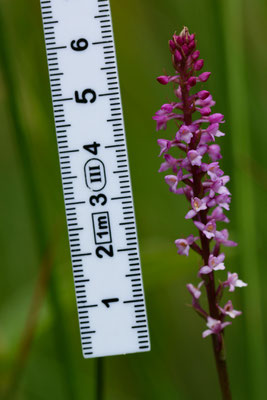 Matzingen ZH, 16.7.2025