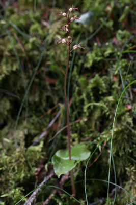 nach mehr als 20 Jahren habe ich wieder das seltene kleine Zweiblatt "Listera cordata", eine unscheinbare sehr kleine Orchidee, entseckt.