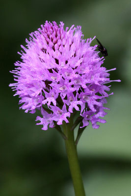 Braunwald GL, 14.7.2012