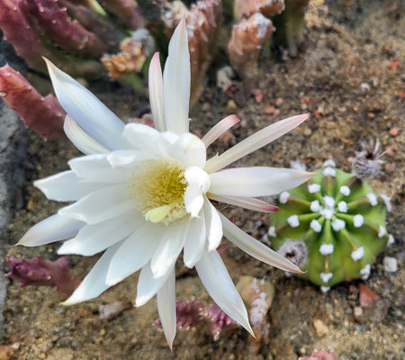 Echinopsis subdenudata
