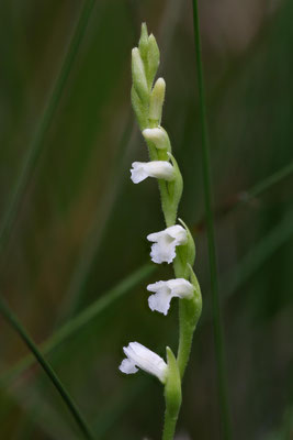Matzingen ZH, 16.7.2025