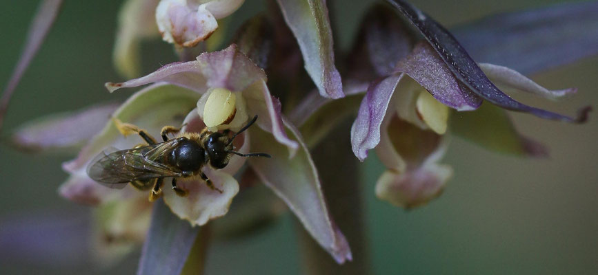Freienstein ZH, 7.8.2025