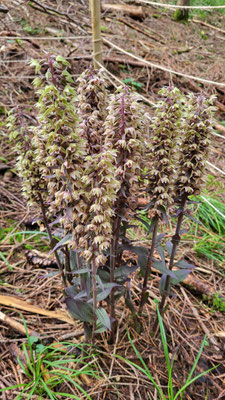 Winterthur ZH, 3.8.2025