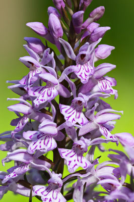 Fuchsens Fingerwurz, Dactylorhiza fuchsii