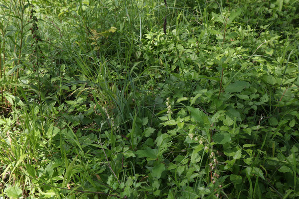 Winterthur ZH, Wolfensberg, 14.7.2019 (Mitte vorn drei kleine E. muelleri und links davon ein Samenstand der von E. atrorubens sein könnte oder ebenfalls von E. muelleri)
