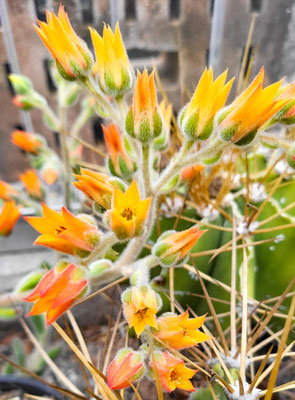 Echeveria setosa