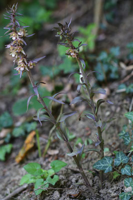 Freienstein ZH, 7.8.2025