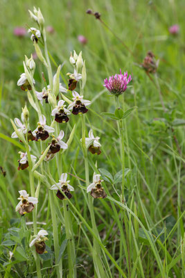 Fläsch GR, 17.5.2025