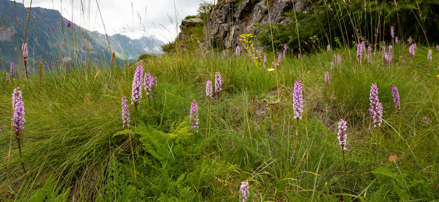 Alp San Romerio, Poschiavo GR, 8.7.2023 (G. densiflora ?)