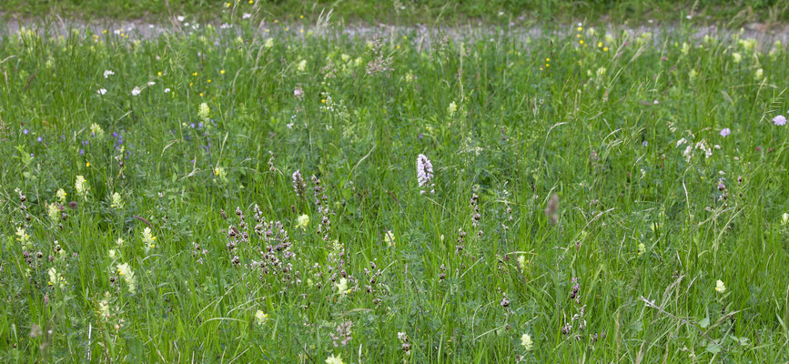 Fläsch GR, 17.5.2025