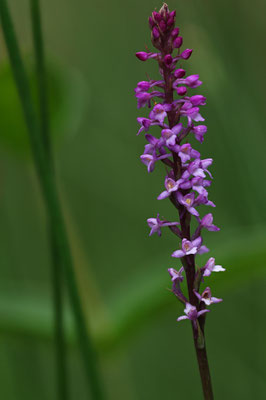 Matzingen ZH, 16.7.2025
