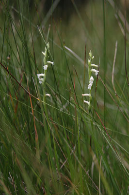 Matzingen ZH, 16.7.2025