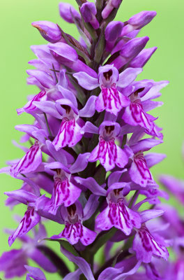 Fuchsens Fingerwurz, Dactylorhiza fuchsii