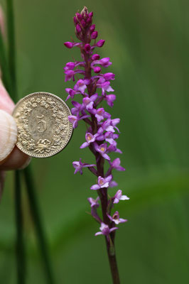 Matzingen ZH, 16.7.2025
