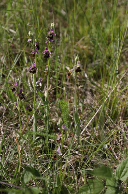 Fläsch GR, 17.5.2025