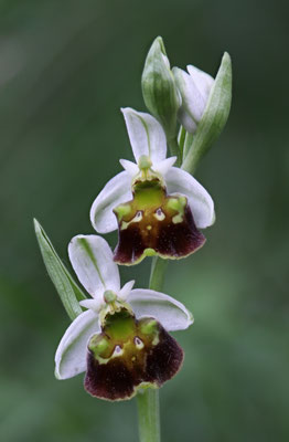 Fläsch GR, 17.5.2025