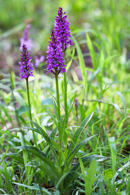 Fuchsens Fingerwurze, Dactylorhiza fuchsii