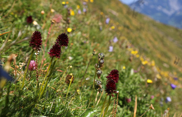 Höhenwanderweg Piz Sezner, Lumbrein, Lumnez GR (2000müM), 20.7.2020