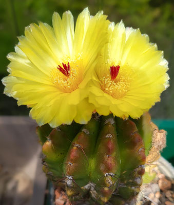 Notocactus ottonis, ein Nachkomme meiner Mutterpflanze von 1983