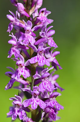Fuchsens Fingerwurz, Dactylorhiza fuchsii