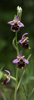 Fläsch GR, 17.5.2025