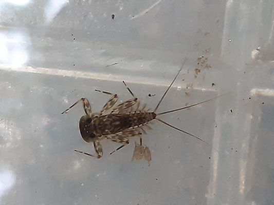  a flat-bodied mayfly (Ecdyonurus spp) with side gills made of a plate and filaments.