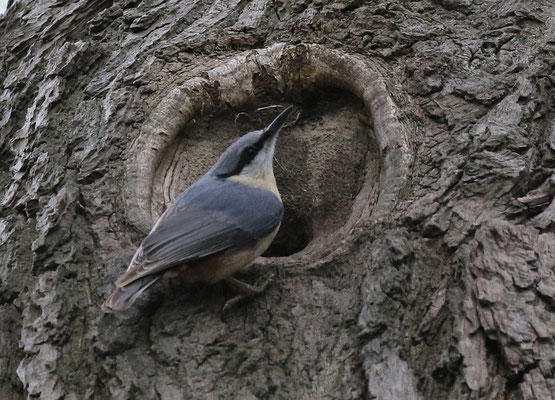 Nuthatch at the nest hole with nest material