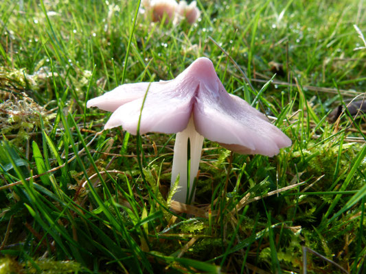 Pink Waxcap Hygrocybe calyptriformes