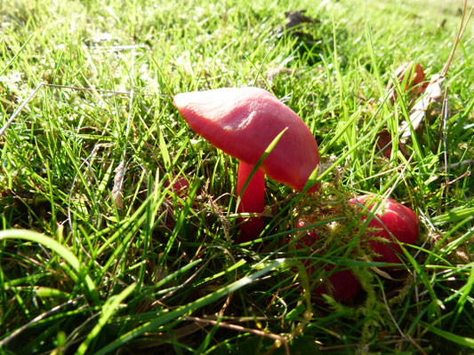 Scarlet Waxcap Hygrocybe coccinea