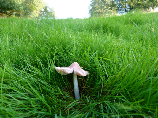 Pink Waxcap