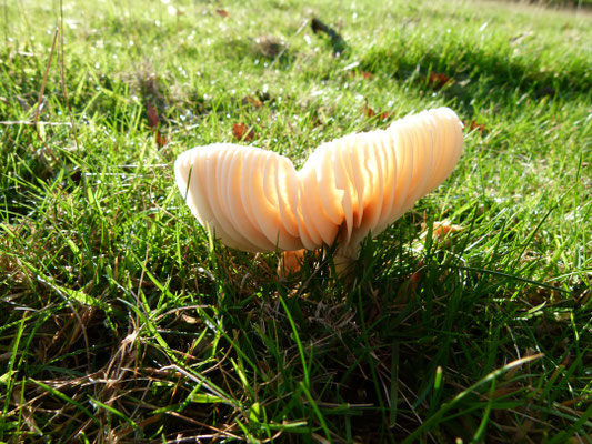 Meadow Waxcap Hygrocybe pratensis