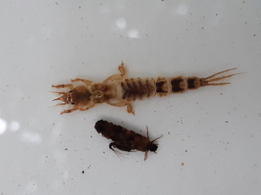 our largest mayfly Ephemera spp. alongside a cased caddisfly