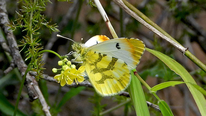 Unbestimmter Schmetterling, Südfrankreich