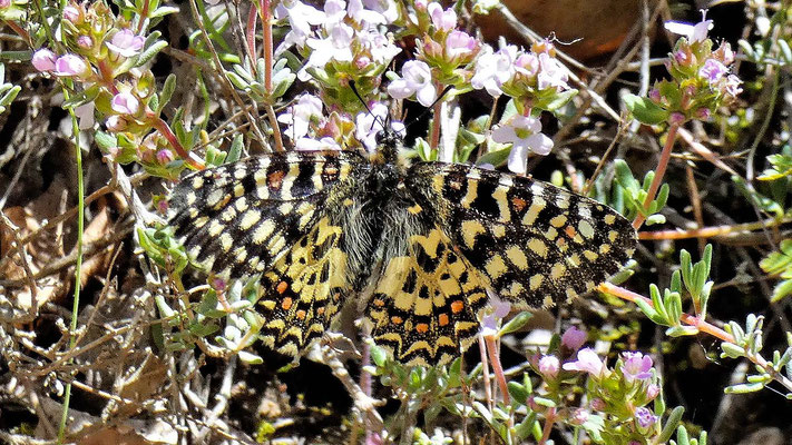 unbestimmter Schmetterling, Cami de Mont-rebei, Spanien