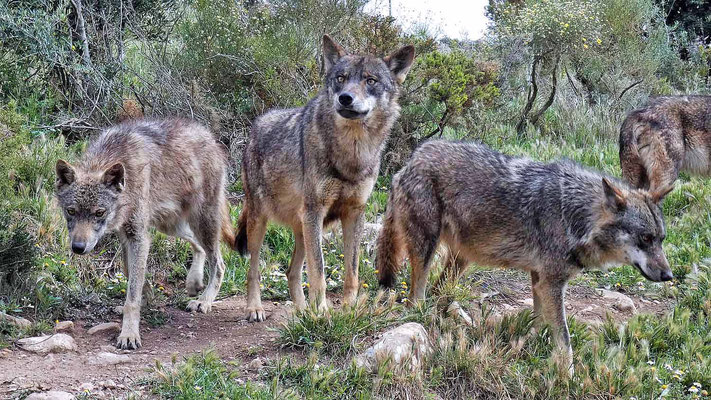 Wölfe im Lobopark Antequera