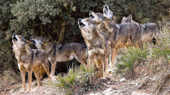Heulende Wölfe im Lobopark Antequera (Foto Nicole Collins)