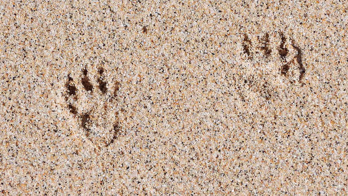 Atlashörnchen Spuren im Sand (Atlantoxerus getulus), Fuerteventura