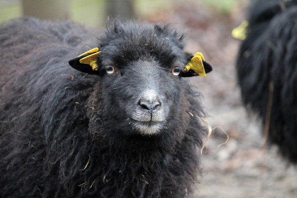 Not sure if I consider these earrings stylish.
