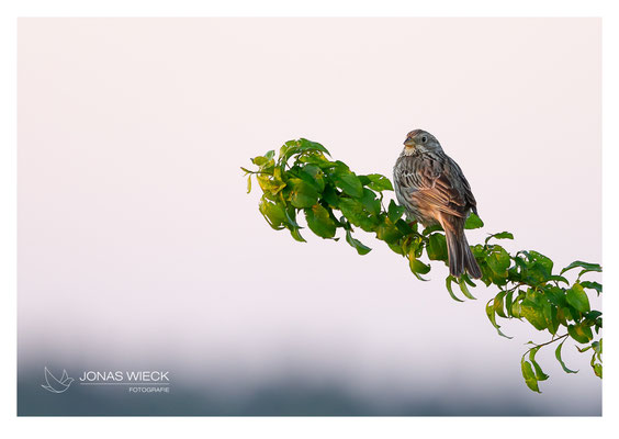 Grauammer  |  Emberiza calandra  |  © JONAS WIECK FOTOGRAFIE  |  Deutschland  |  Naturfotografie  |  Landschaftsfotografie  
