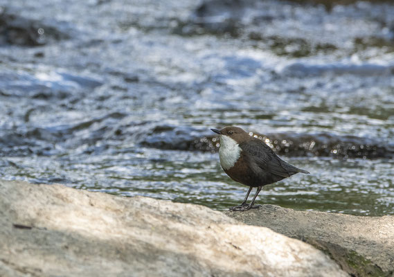 Wasseramsel