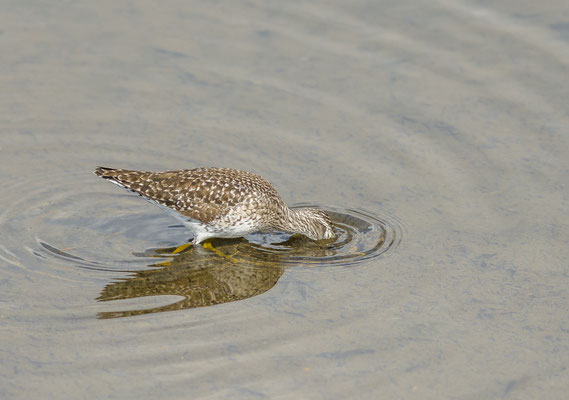 Bruchwasserläufer