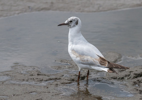 Lachmöwe Jungvogel