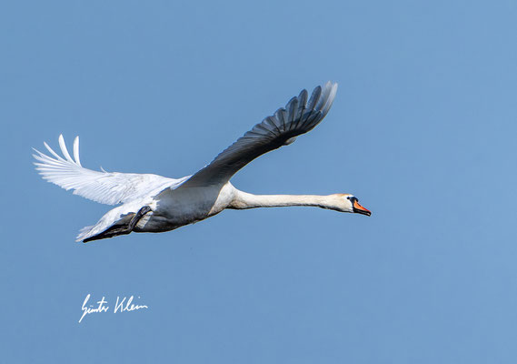 Höckerschwan