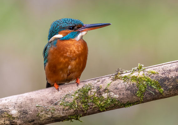 Eisvogel