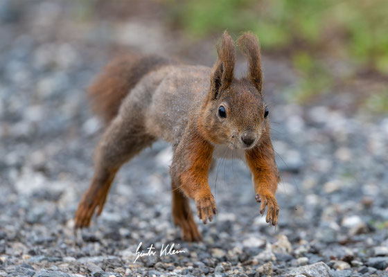 Eichhörnchen