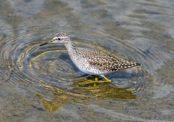 Bruchwasserläufer
