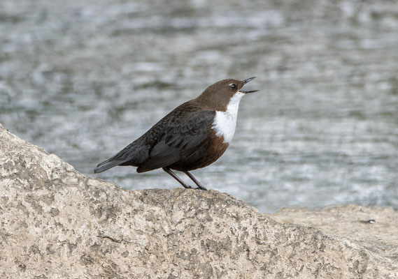 Wasseramsel