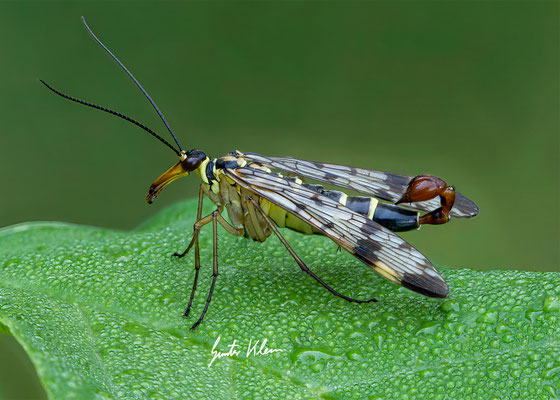 Skorpionsfliege