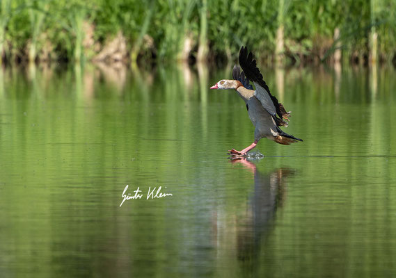 Nilgans