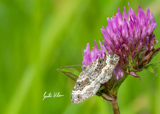 Graubinden Labkrautspanner